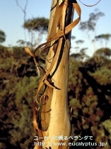 fancyboxｱﾙﾋﾞﾀﾞ(Eucalyptus albida)の画像8