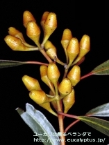 fancyboxｱﾙﾋﾞﾀﾞ(Eucalyptus albida)の画像9