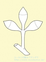 fancyboxｸﾞﾛﾌﾞﾙｽ･ﾋﾞｺｽﾀｰﾀ(Eucalyptus globulus ssp. bicostata)の画像5