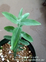 fancyboxｸﾞﾛﾌﾞﾙｽ･ﾋﾞｺｽﾀｰﾀ(Eucalyptus globulus ssp. bicostata)の画像6