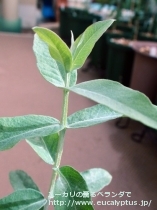 fancyboxｸﾞﾛﾌﾞﾙｽ･ﾋﾞｺｽﾀｰﾀ(Eucalyptus globulus ssp. bicostata)の画像7