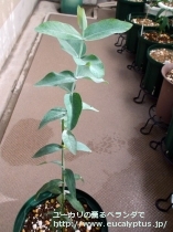 fancyboxｸﾞﾛﾌﾞﾙｽ･ﾏｲﾃﾞﾆｰ(Eucalyptus globulus ssp. maidenii)の画像1
