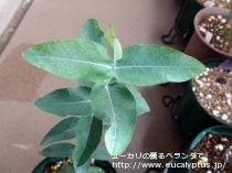 fancyboxｸﾞﾛﾌﾞﾙｽ･ﾏｲﾃﾞﾆｰ(Eucalyptus globulus ssp. maidenii)の画像2