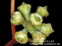 fancyboxｸﾞﾛﾌﾞﾙｽ･ﾏｲﾃﾞﾆｰ(Eucalyptus globulus ssp. maidenii)の画像3