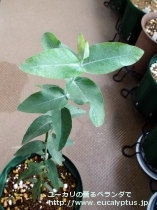 fancyboxｸﾞﾛﾌﾞﾙｽ･ﾏｲﾃﾞﾆｰ(Eucalyptus globulus ssp. maidenii)の画像6