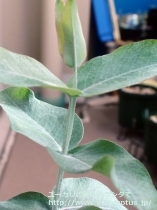fancyboxｸﾞﾛﾌﾞﾙｽ･ﾏｲﾃﾞﾆｰ(Eucalyptus globulus ssp. maidenii)の画像7