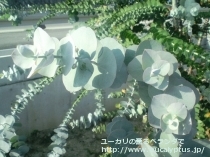 fancyboxﾌﾟﾙﾍﾞﾙﾚﾝﾀ(Eucalyptus pulverulenta)の画像1