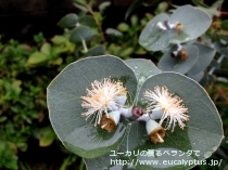 fancyboxﾌﾟﾙﾍﾞﾙﾚﾝﾀ(Eucalyptus pulverulenta)の画像5