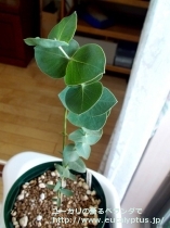 fancyboxｽﾀｰｼﾞｼｱﾅ(Eucalyptus sturgissiana)の画像1