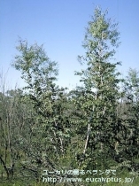 fancyboxｽﾀｰｼﾞｼｱﾅ(Eucalyptus sturgissiana)の画像4