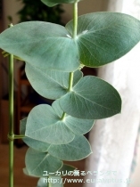 fancyboxｽﾀｰｼﾞｼｱﾅ(Eucalyptus sturgissiana)の画像6