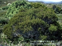 fancyboxﾍﾞﾙﾆｺｻ(Eucalyptus vernicosa)の画像3