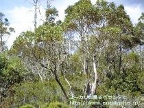 fancyboxｱｰﾁｪﾘ(Eucalyptus archeri)の画像3