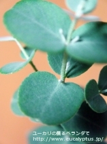 fancyboxｱｰﾁｪﾘ(Eucalyptus archeri)の画像5