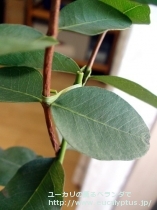 fancyboxﾒﾗﾉﾌﾛｲｱ(Eucalyptus melanophloia)の画像5