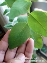fancyboxﾒﾗﾉﾌﾛｲｱ(Eucalyptus melanophloia)の画像7