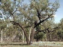fancyboxﾒﾗﾉﾌﾛｲｱ(Eucalyptus melanophloia)の画像4