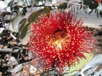fancyboxﾛﾀﾞﾝｻ(Eucalyptus rhodantha)の画像3