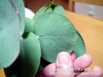 fancyboxﾛﾀﾞﾝｻ(Eucalyptus rhodantha)の画像5