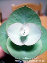 fancyboxﾛﾀﾞﾝｻ(Eucalyptus rhodantha)の画像6