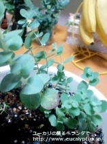 fancyboxﾍﾞｲﾋﾞｰﾌﾞﾙｰ(Eucalyptus pulverulenta 'Babyblue')の画像2