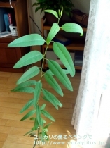 fancyboxｶﾏﾙﾄﾞﾚﾝｼｽ(Eucalyptus camaldulensis var. camaldulensis)の画像2
