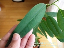 fancyboxｶﾏﾙﾄﾞﾚﾝｼｽ(Eucalyptus camaldulensis var. camaldulensis)の画像3