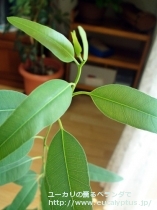 fancyboxｶﾏﾙﾄﾞﾚﾝｼｽ(Eucalyptus camaldulensis var. camaldulensis)の画像5