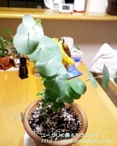 fancyboxﾍﾟﾘﾆｱﾅ(Eucalyptus perriniana)の画像1