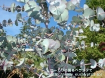 fancyboxﾍﾟﾘﾆｱﾅ(Eucalyptus perriniana)の画像3