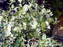 fancyboxｸﾚﾇﾗｰﾀ(Eucalyptus crenulata)の画像1