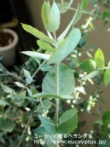 fancyboxｸﾚﾇﾗｰﾀ(Eucalyptus crenulata)の画像2