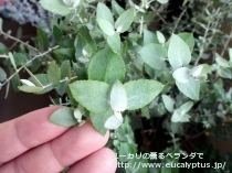 fancyboxｸﾚﾇﾗｰﾀ(Eucalyptus crenulata)の画像6