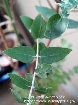 fancyboxｸﾚﾇﾗｰﾀ(Eucalyptus crenulata)の画像7