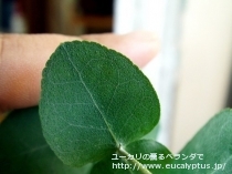 fancyboxｸﾚﾇﾗｰﾀ(Eucalyptus crenulata)の画像18