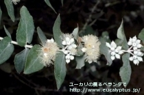 fancyboxｸﾚﾇﾗｰﾀ(Eucalyptus crenulata)の画像10