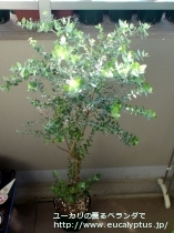 fancyboxｸﾚﾇﾗｰﾀ(Eucalyptus crenulata)の画像12