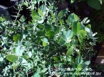 fancyboxｸﾚﾇﾗｰﾀ(Eucalyptus crenulata)の画像13