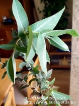 fancyboxﾆﾃﾝｽ(Eucalyptus nitens)の画像1