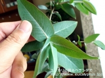 fancyboxﾆﾃﾝｽ(Eucalyptus nitens)の画像4