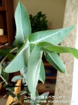 fancyboxﾆﾃﾝｽ(Eucalyptus nitens)の画像5
