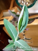 fancyboxﾆﾃﾝｽ(Eucalyptus nitens)の画像6