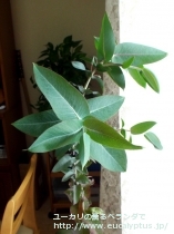 fancyboxﾆﾃﾝｽ(Eucalyptus nitens)の画像8
