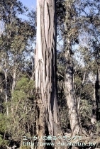 fancyboxﾆﾃﾝｽ(Eucalyptus nitens)の画像9