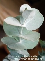 fancyboxｸﾞﾗｳｽｾﾝｽ(Eucalyptus glaucescens)の画像11