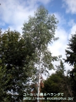 fancyboxｸﾞﾗｳｽｾﾝｽ(Eucalyptus glaucescens)の画像12