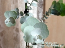 fancyboxｸﾞﾗｳｽｾﾝｽ(Eucalyptus glaucescens)の画像4