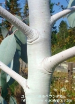 fancyboxｸﾞﾗｳｽｾﾝｽ(Eucalyptus glaucescens)の画像8