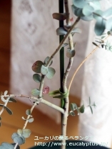fancyboxｸﾞﾗｳｽｾﾝｽ(Eucalyptus glaucescens)の画像9