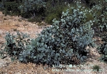 fancyboxｱｸｾﾃﾞﾝｽ(Eucalyptus accedens)の画像3